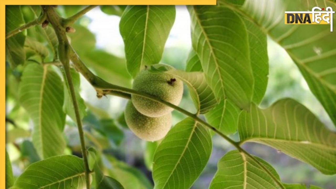 Guava Leaves Benefits: सेहत की सुरक्षा करेंगे अमरूद के पत्ते, इन 5 हेल्थ प्रॉब्लम्स में है कारगर