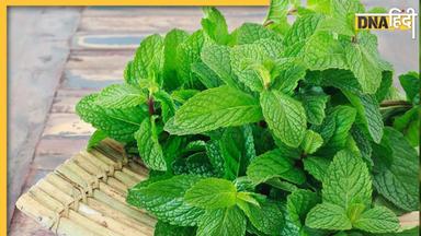 Benefits of Mint leaves: सिरदर्द से लेकर गठिया तक का इलाज करती हैं पुदीने की पत्तियां, 5 फायदे और भी जान लें