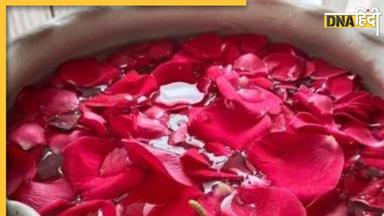 Benefits of Rose Petals: आंखों से लेकर ब्रेन तक के लिए औषधि है गुलाब की पंखुड़ी, जानिए इसके और भी फायदे