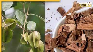 Benefits Of Arjuna Bark: बेहद चमत्कारी है अर्जुन की छाल, इन 4 रोगों की कर देगी छुट्टी