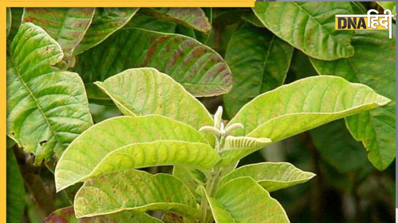 Ayurvedic Leaves: ये हरी पत्तियां कोलेस्ट्रॉल और यूरिक एसिड को शरीर में रुकने नहीं देंगी