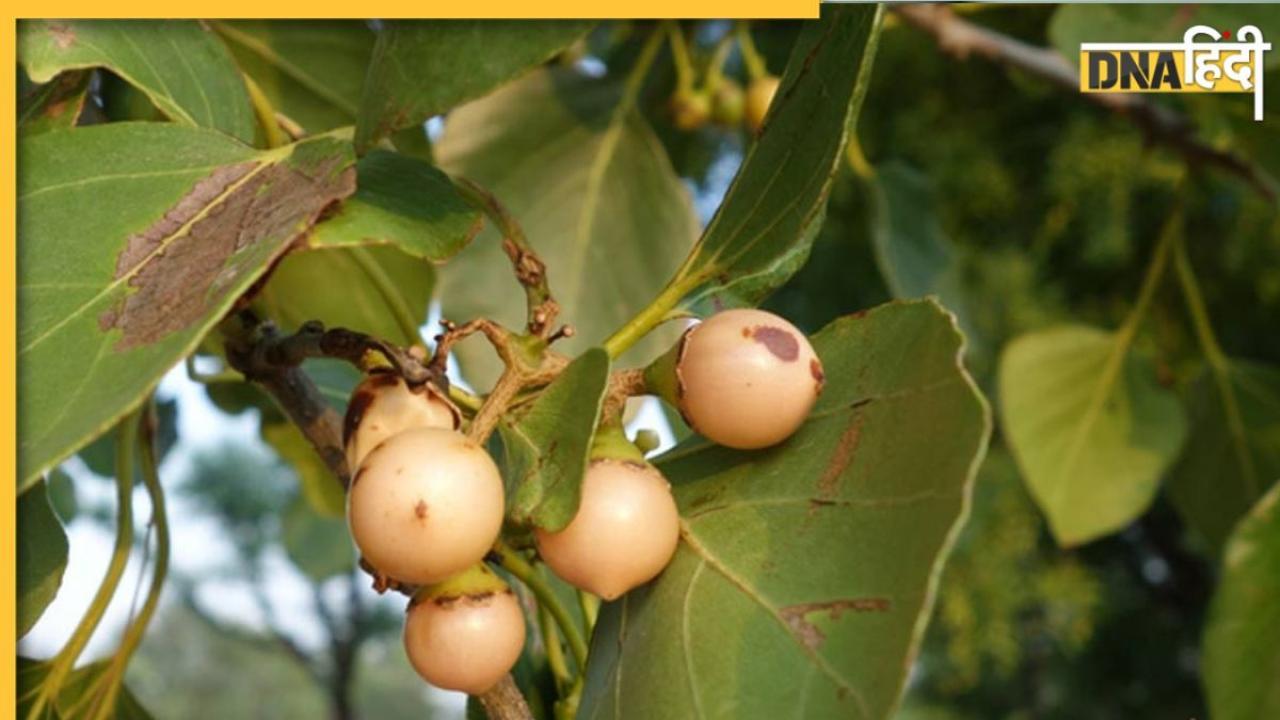 Lasoda Fruit Benefits: जोड़ों के दर्द से लेकर अल्सर तक में फायदेमंद है ये जंगली रसगुल्ला, जानिए इसके और भी फायदे