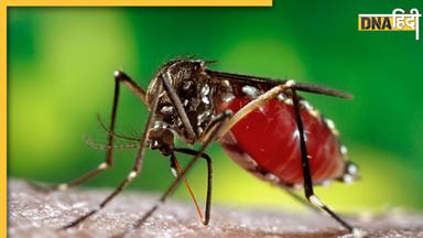 Dengue Signs And Symptoms: बुखार के ये 5 लक्षण देते हैं डेंगू का संकेत, आजमा सकते हैं ये घरेलू उपाय