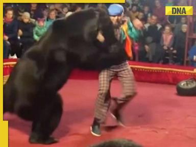 Watch: Bear attacks handler during live circus show, old video resurfaces