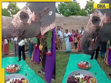 Viral video: Elephant celebrates birthday with fruity delights, internet hearts it