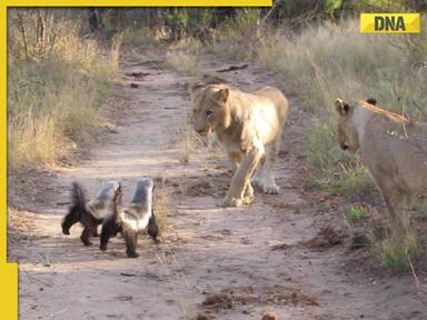 Fearless honey badgers face off against pride of lions in viral video, guess who won