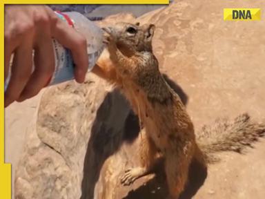 Man feeds water to thirsty squirrel in viral video, internet hearts it