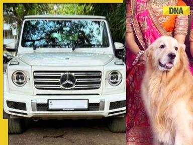 Meet Ambanis' Golden Retriever that flies in private jet, travels in Mercedes worth...