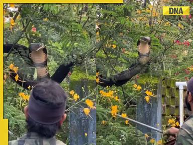 Viral video: Massive 12-foot king cobra rescued from house in Karnataka, internet is stunned