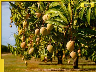 This billionaire is world's largest mango exporter, owns largest orchard with special connection to Mughal Emperor Akbar