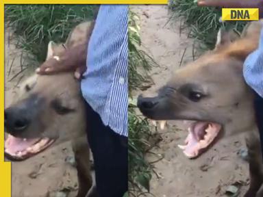 Viral video: Man dares to pet massive spotted hyena, watch what happens next