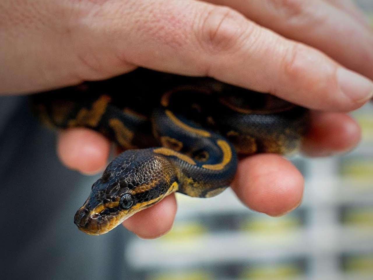 Stranger Ball Python