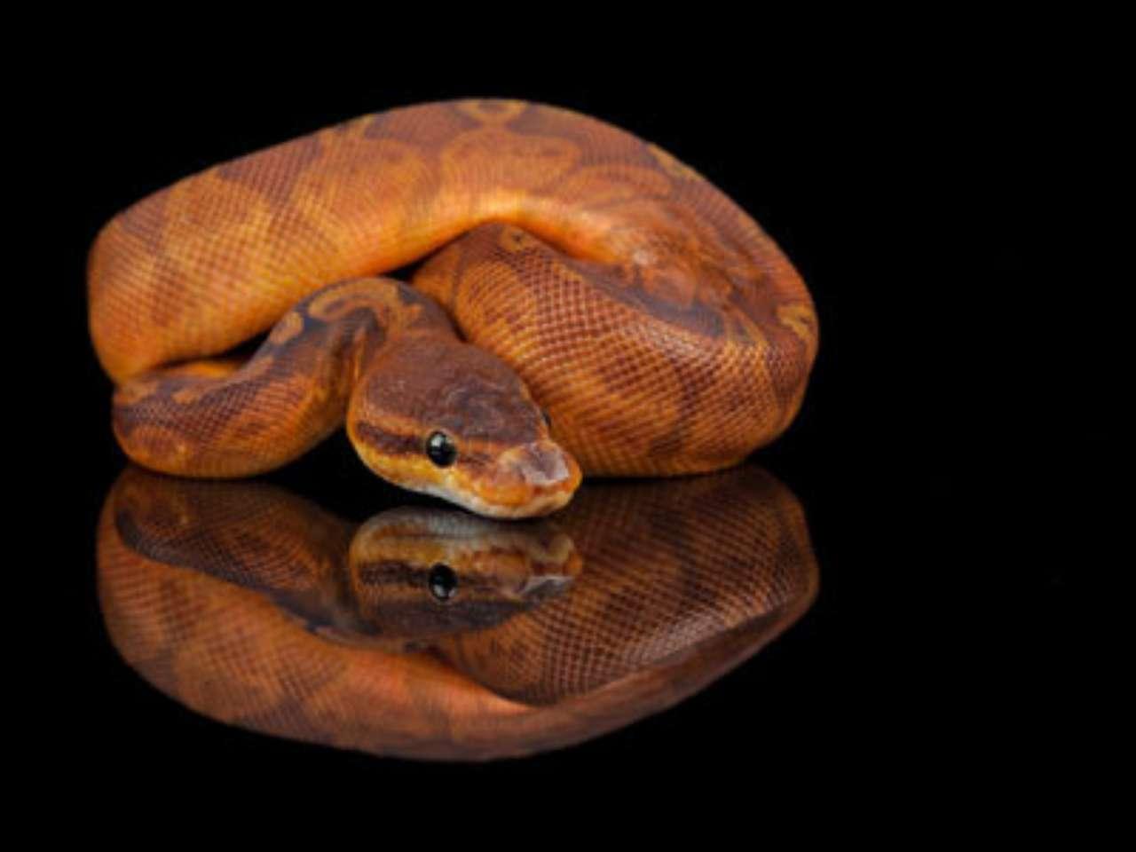 Sunset Ball Python