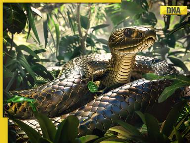 This is most venomous snake, it's not Cobra or Python