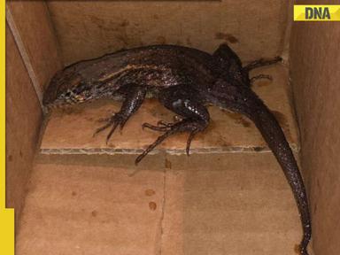 Woman shocked to find giant lizard in Amazon package instead of air fryer, details inside