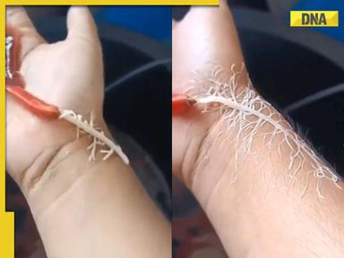 Viral video: Strange worm ejects root-like structure to catch prey, internet is stunned