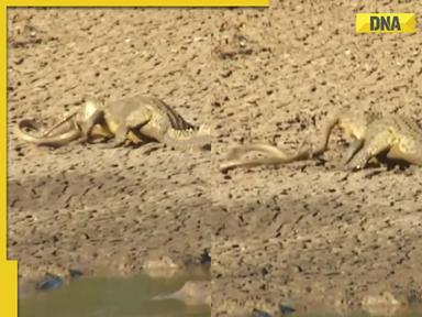 Shocking footage: Crocodile hunts down black mamba in viral video, watch