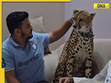 Viral video: Man trying to pet cheetah gets unexpected slap from wild cat, watch