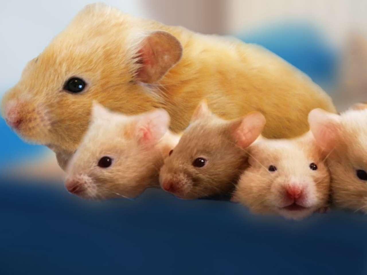 Hamsters