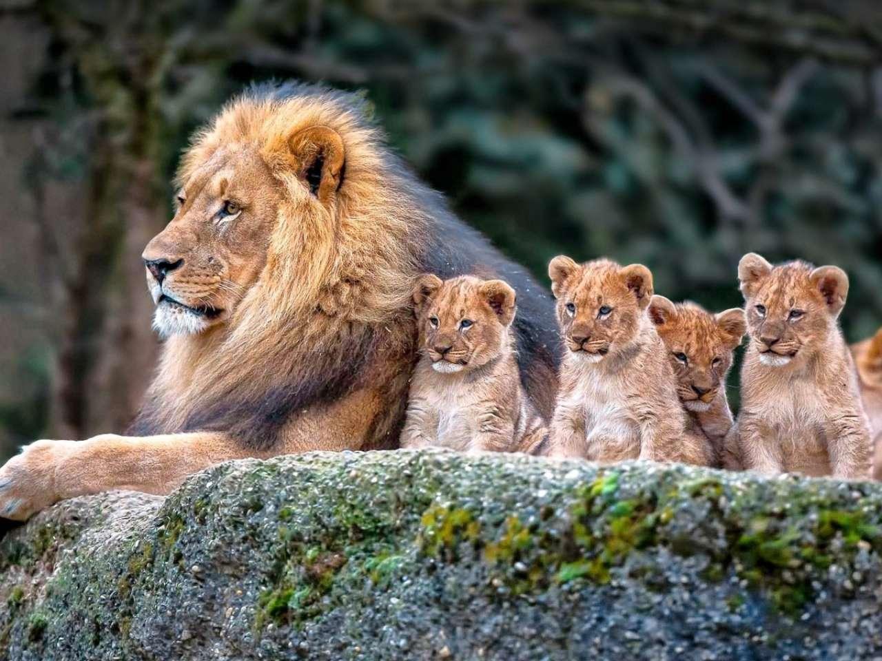 Lions