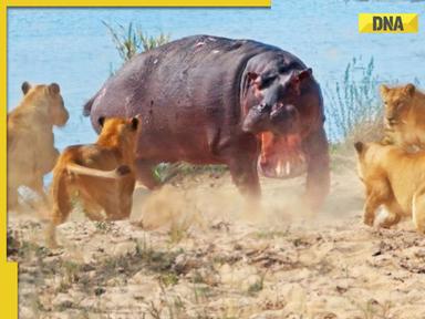 Viral video: Lone hippopotamus charges at a pride of lionesses, what happens next will shock you