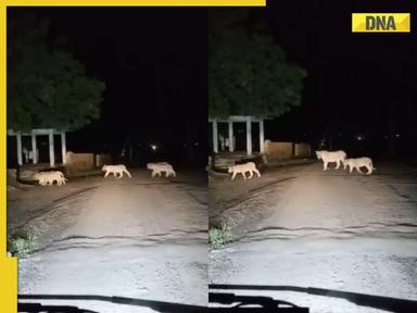 Majestic encounter: Pride of 13 lions crosses road near Gujarat's Gir National Park, video goes viral