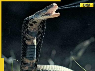 Bizarre: King Cobra dies after biting snake catcher, know what happened