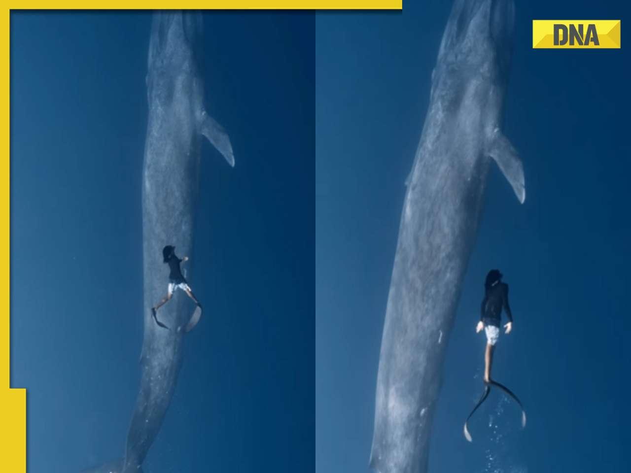 Diver swims alongside majestic blue whale in viral video, internet loves it