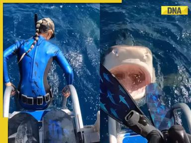 Tiger shark launches frightening attack on diver, watch her shocking reaction in viral video