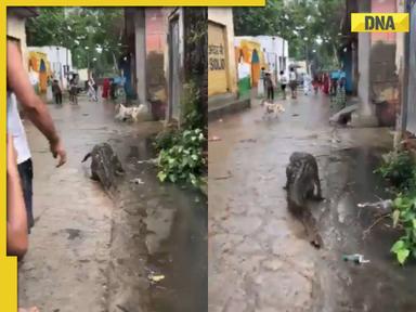 Terrifying video: Crocodile roams streets of UP village, triggers panic among locals, watch