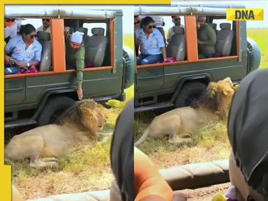 Viral video: Man attempts to touch lion during wildlife safari, here's what happened next