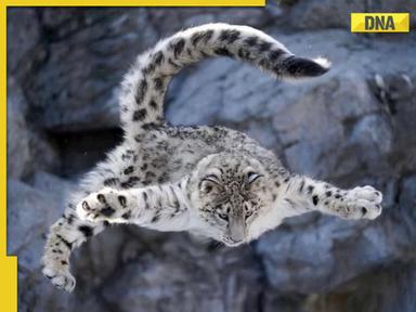 Viral video: Gravity? who needs it? snow leopards’ epic mountain leap will leave you shocked