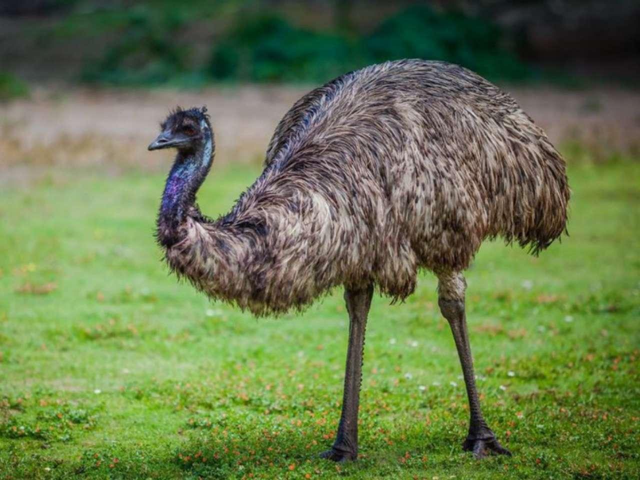 Emu