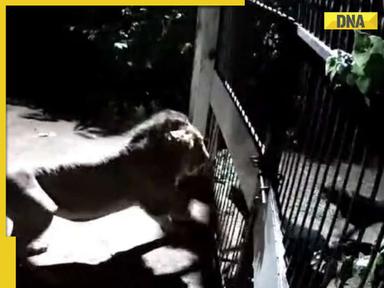 Viral video captures tense stand-off between two dogs and two lions, watch