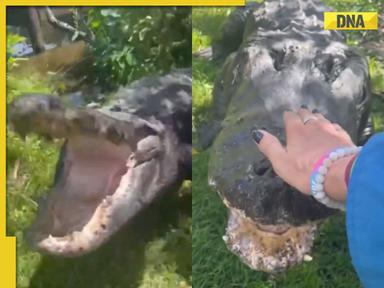 Woman calms angry alligator with bare hands in viral video, internet is shocked