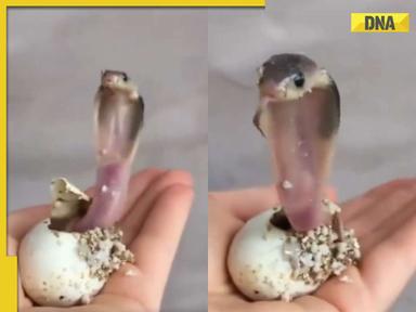 Ever seen king cobra hatch from its egg? If not, viral video will leave you stunned