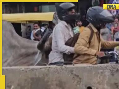 Viral video: Bull charges at bike riders on busy Delhi road, terrifies onlookers