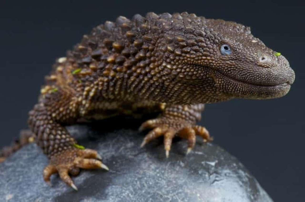 Borneo Earless Monitor