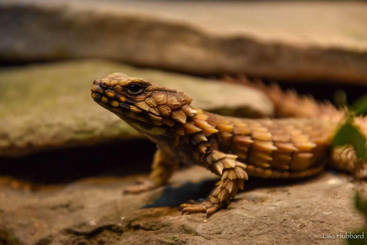 Armadillo Lizard