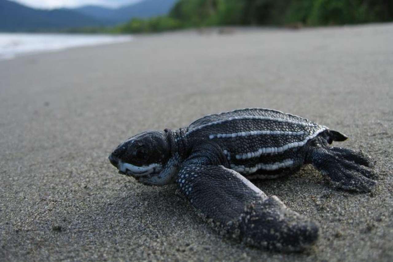 Leatherback Sea Turtle