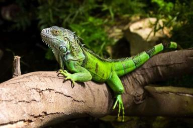 7 rarest reptiles in world