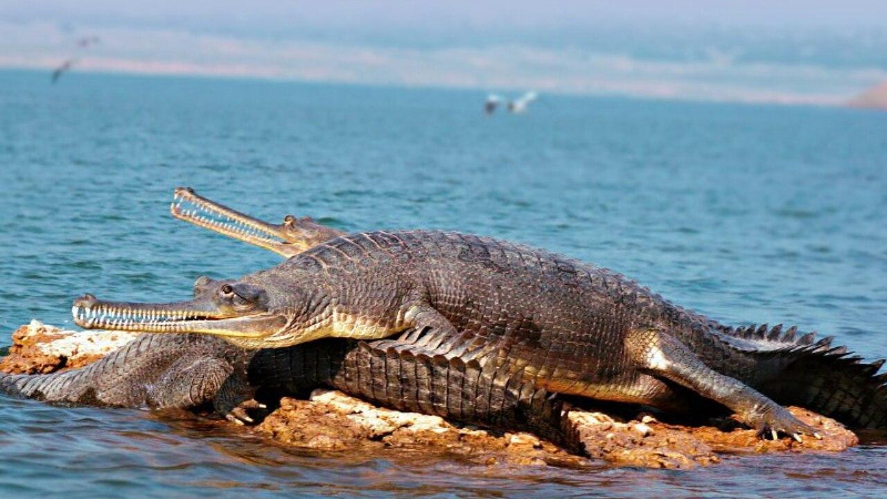 National Chambal Sanctuary