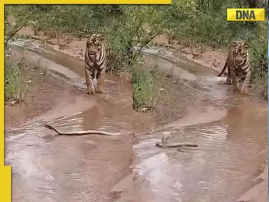 Rare face-off: Tiger encounters cobra in Tadoba-Andhari Tiger Reserve, video goes viral