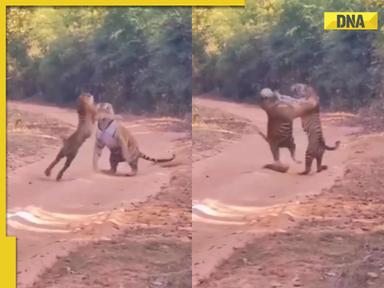 Viral video: Terrifying tiger vs tigress showdown sends chills down your spine, watch