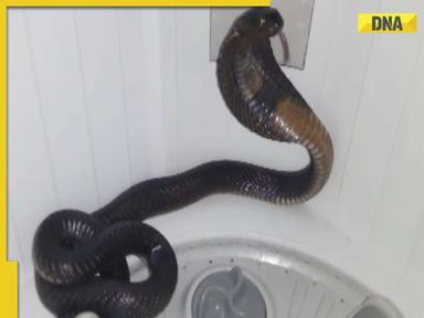 Viral video: Family finds 5-foot long cobra in washing machine and then..., WATCH