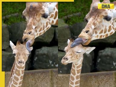 Viral video: Mama giraffe's sweet cuddle with her baby melts hearts on internet