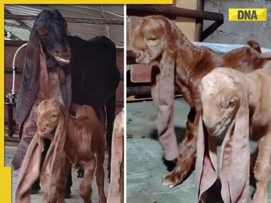 Watch: Video of goats' unusually long ears touching ground goes viral, they are called…