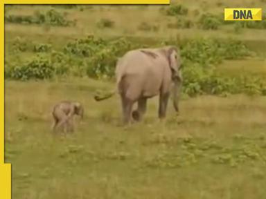 'Baby steps' : Newborn elephant adorably follows mom in viral video, watch