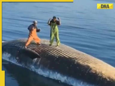 Outrage erupts as video of men dancing on dead whale carcass goes viral, watch