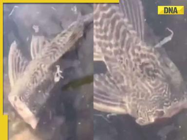 Zombie fish? 'Headless' fish casually swims in lake in viral video, internet is scared